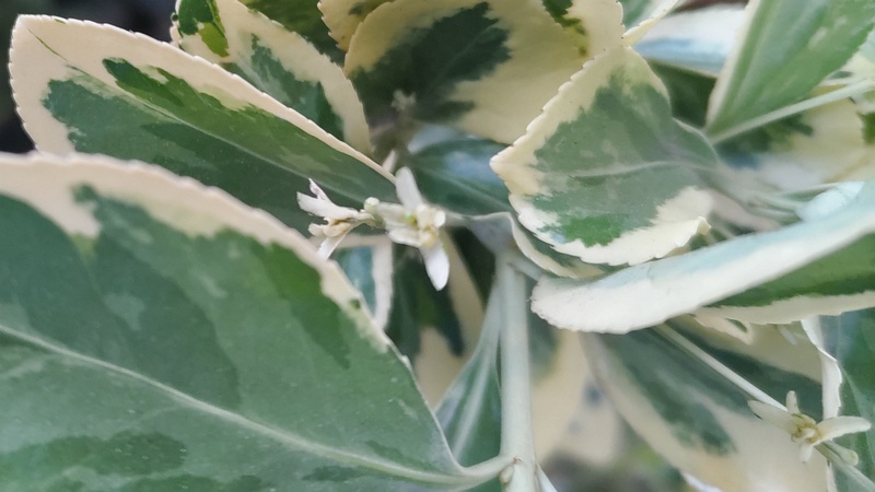 フイリマサキの花 東京都大田区平和島公園