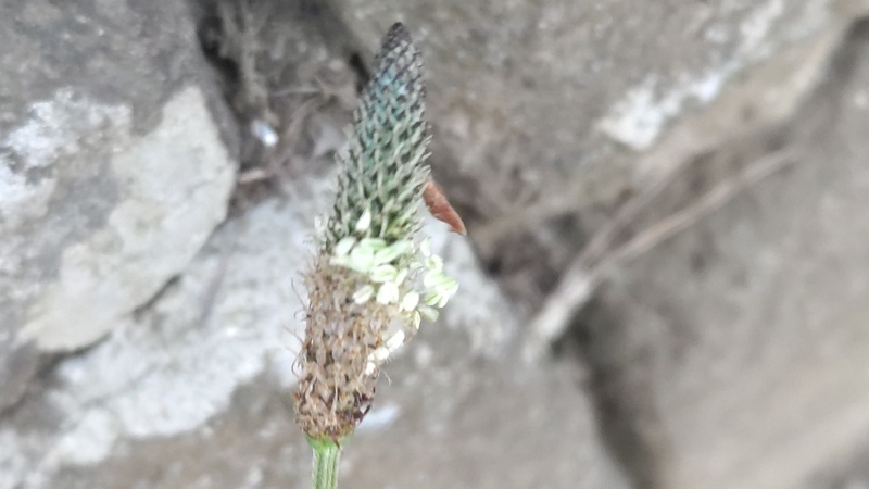 ヘラオオバコの花 東京都大田区平和島公園