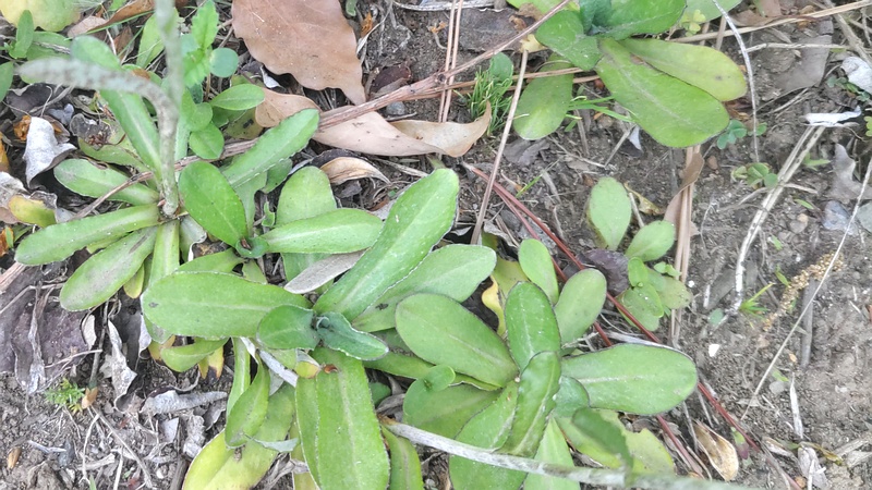 ウラジロチチコグサ 東京都大田区平和島公園