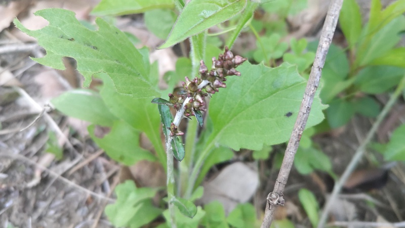 ウラジロチチコグサの蕾 東京都大田区平和島公園