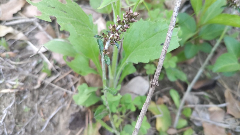 ウラジロチチコグサの蕾 東京都大田区平和島公園