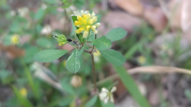コメツブツメクサの花 東京都大田区平和島公園