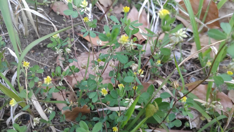 コメツブツメクサの花 東京都大田区平和島公園
