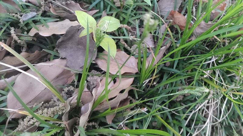 イヌビエ 東京都大田区平和島公園
