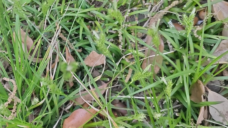 イヌビエ 東京都大田区平和島公園