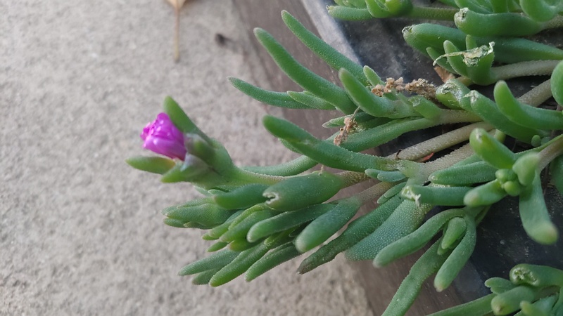 マツバギクの花 東京都大田区平和島公園