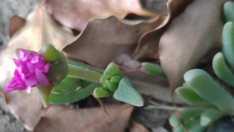 マツバギクの花 東京都大田区平和島公園