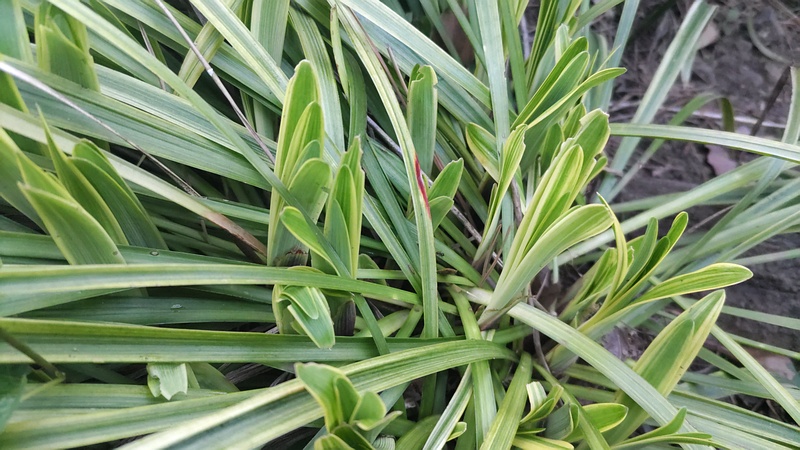 フイリヤブラン 東京都大田区平和島公園