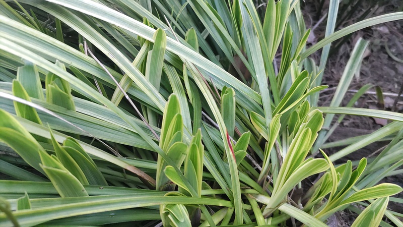 フイリヤブラン 東京都大田区平和島公園