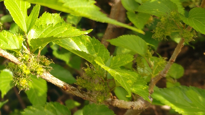 クワの雌花 東京都大田区平和の森公園