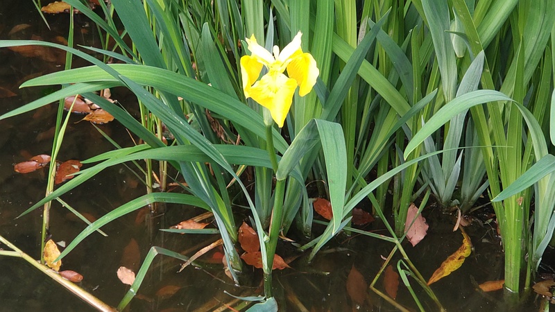 キショウブの花 東京都大田区平和の森公園