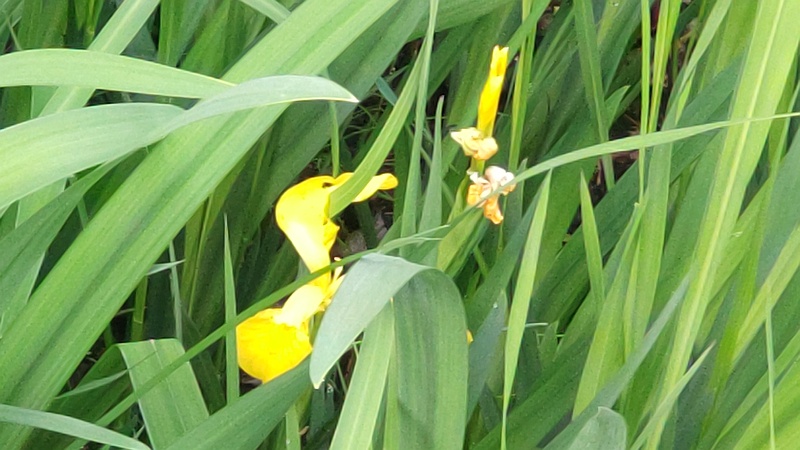 キショウブの花 東京都大田区平和の森公園