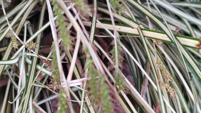 カンスゲの果実 東京都大田区平和の森公園