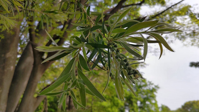 ブラシノキの蕾 東京都大田区平和の森公園