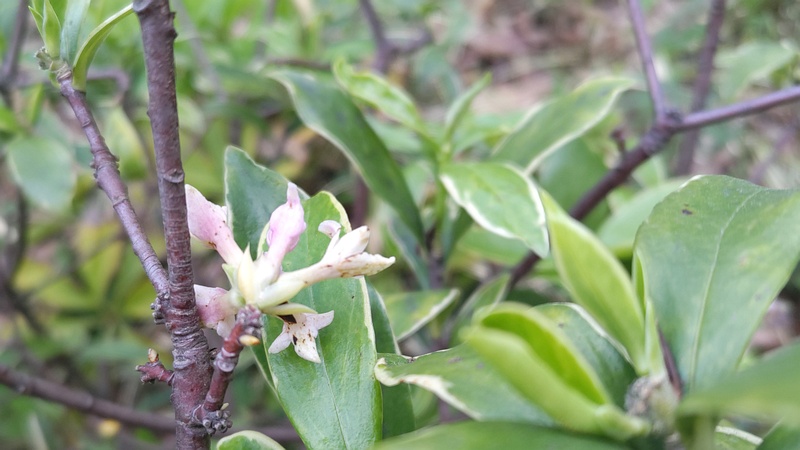 ウグイスカグラの花 東京都大田区平和の森公園