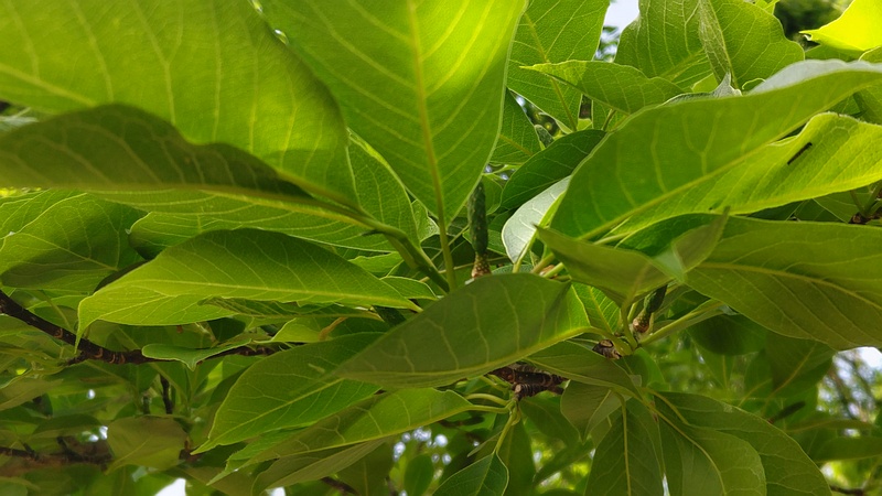 コブシの若い果実 東京都大田区平和の森公園
