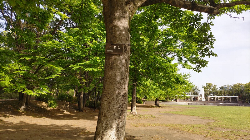 コブシの名札 東京都大田区平和の森公園