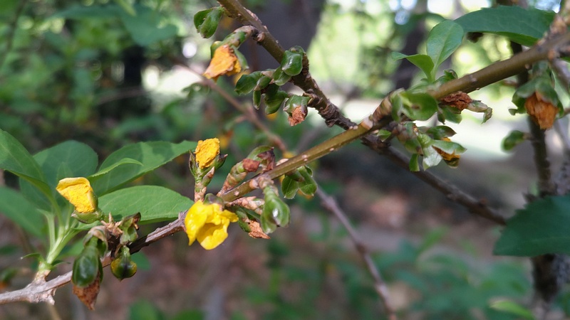 レンギョウ 東京都大田区平和の森公園