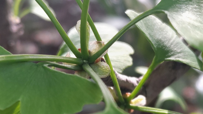 イチョウの新芽 東京都大田区平和の森公園