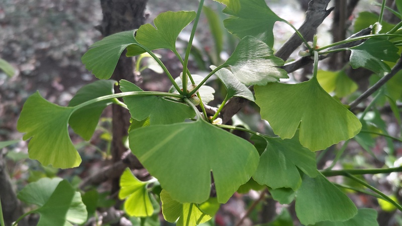 イチョウ 東京都大田区平和の森公園
