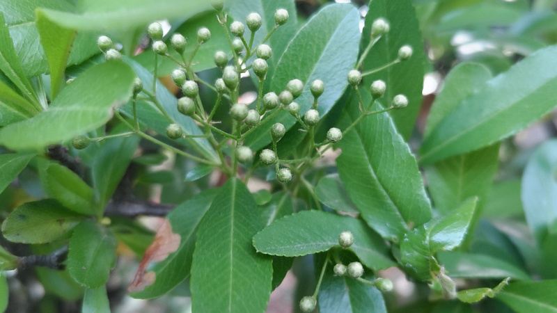 タチバナモドキの蕾 東京都大田区平和の森公園