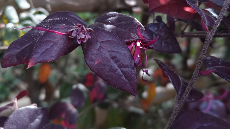 アカバナトキワマンサクの花後 東京都大田区平和の森公園