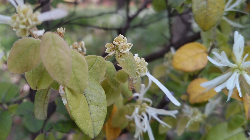 トキワマンサクの花後 東京都大田区平和の森公園