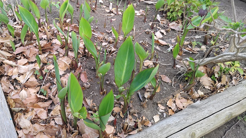 カンナの新芽 東京都大田区平和島公園
