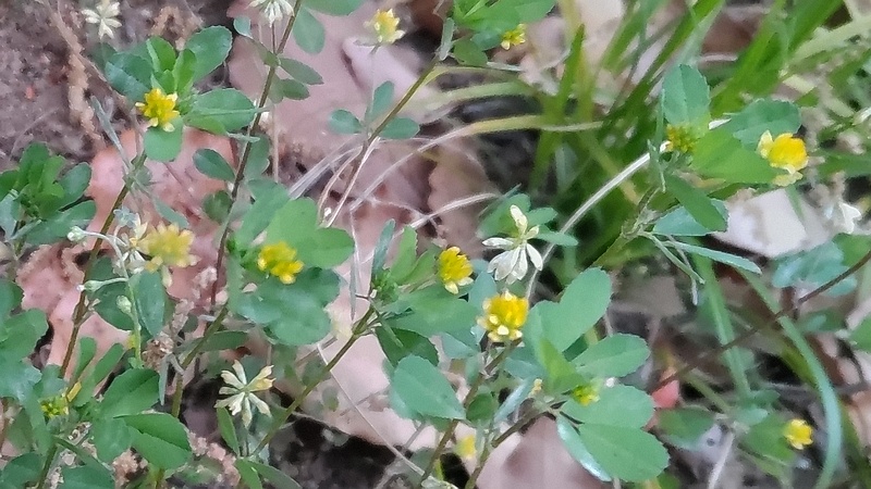 コメツブツメクサの花 東京都大田区平和島公園