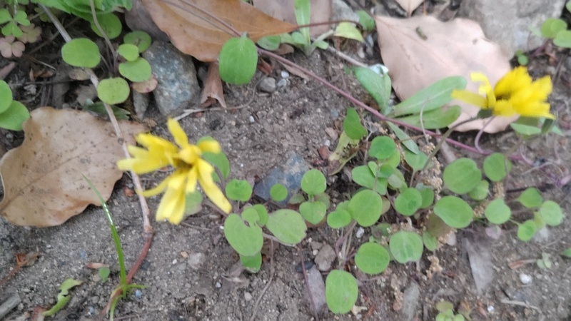 ジシバリの花 東京都大田区平和島公園