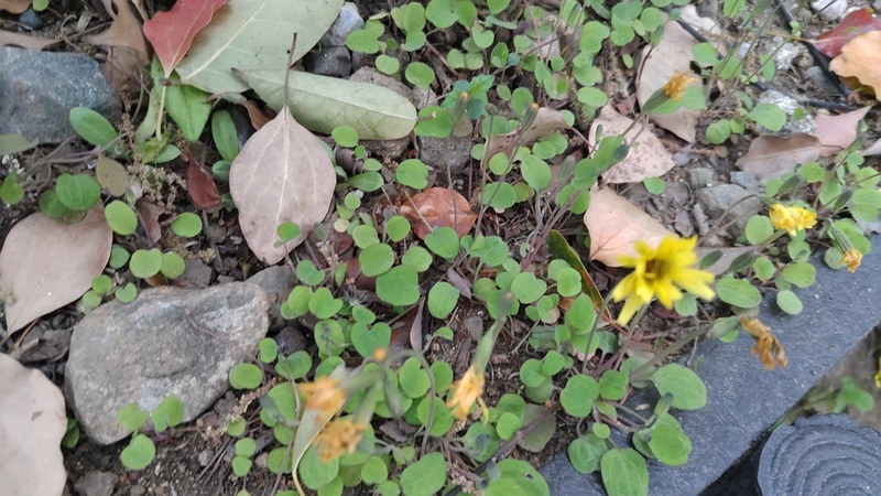 ジシバリの花 東京都大田区平和島公園