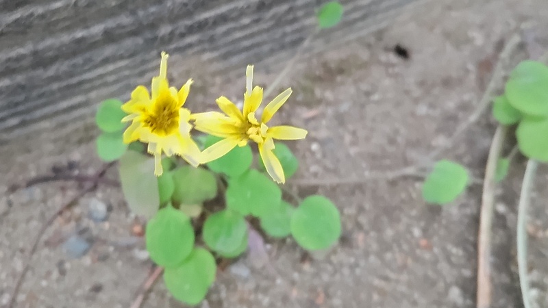 ジシバリの花 東京都大田区平和島公園