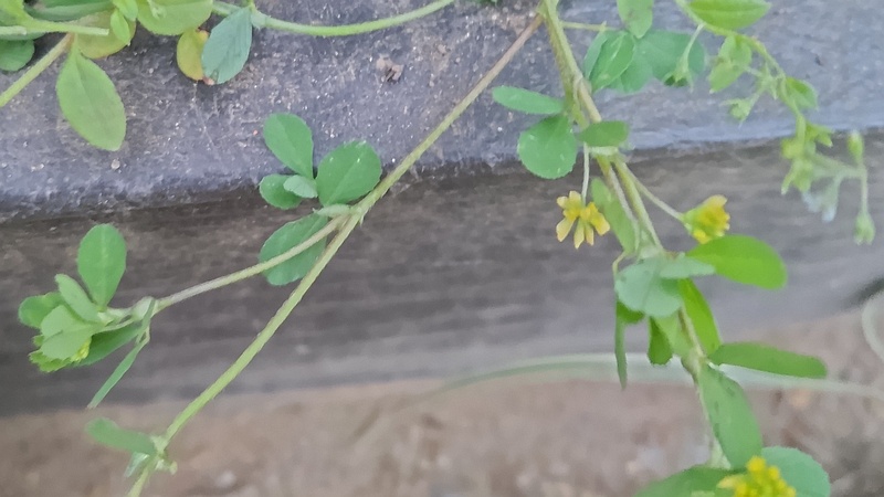 コメツブツメクサの花 東京都大田区平和島公園