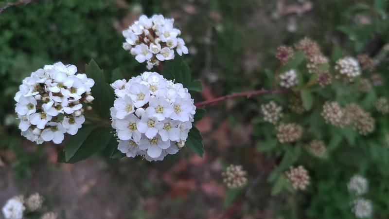コデマリの花 東京都大田区平和島公園