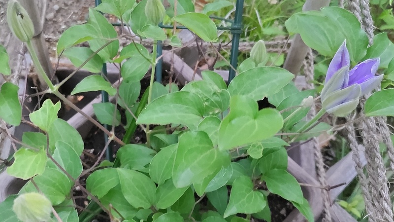 クレマチスの花 東京都大田区平和島公園