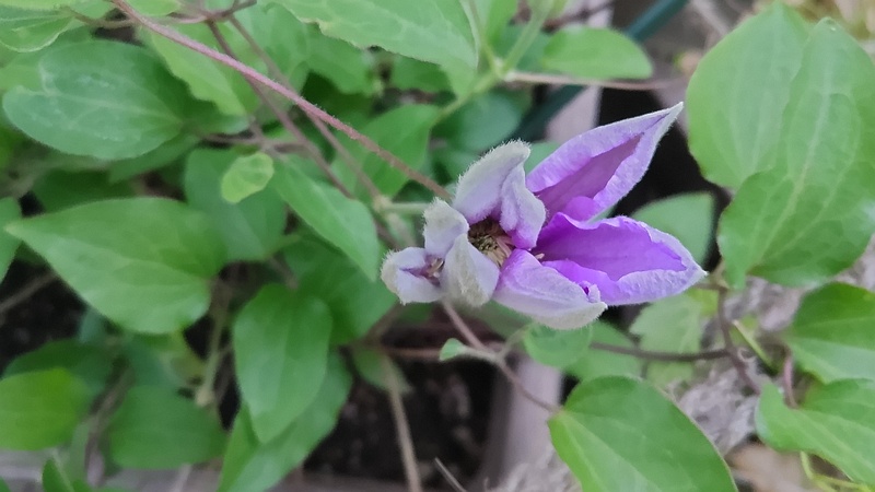 クレマチスの花 東京都大田区平和島公園