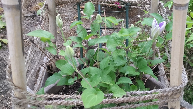 クレマチスの花 東京都大田区平和島公園