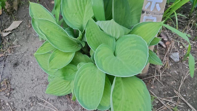 オオバギボウシの葉 東京都大田区平和島公園