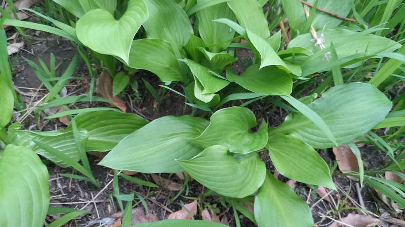 オオバギボウシの葉 東京都大田区平和島公園