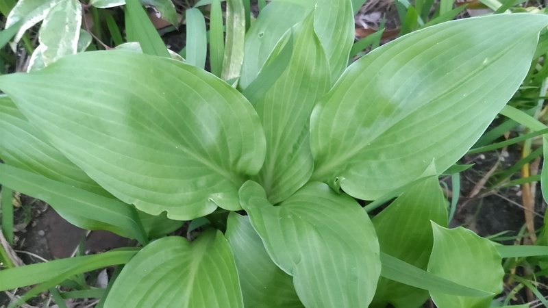 オオバギボウシの葉 東京都大田区平和島公園
