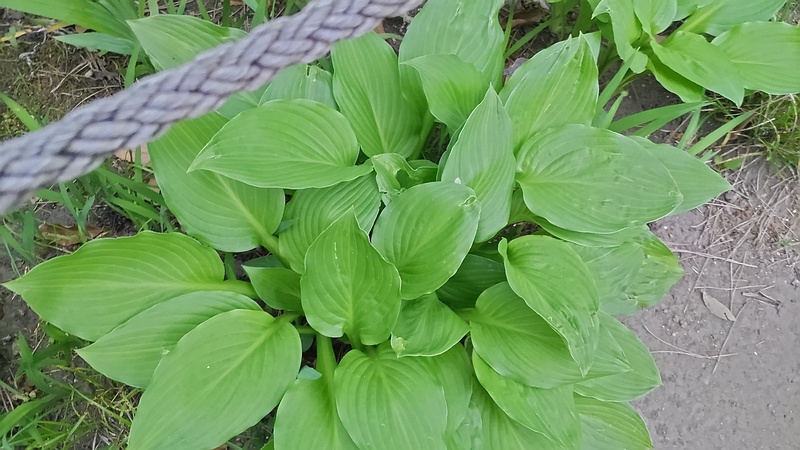 オオバギボウシの葉 東京都大田区平和島公園