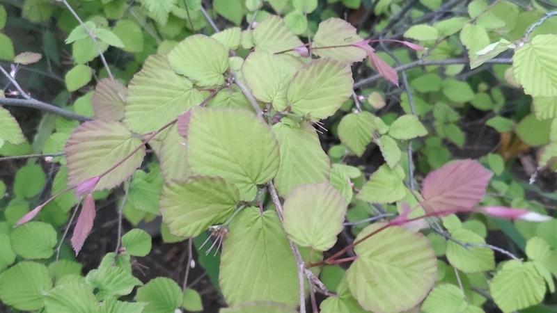ヒュウガミズキの花後 東京都大田区平和島公園