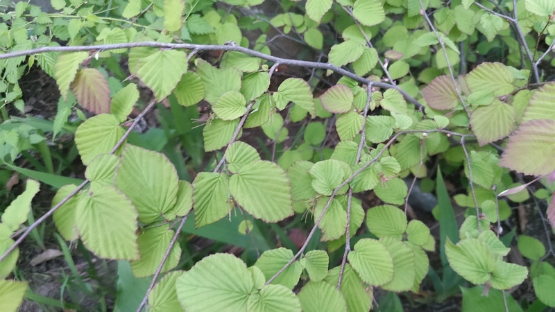 ヒュウガミズキ 東京都大田区平和島公園
