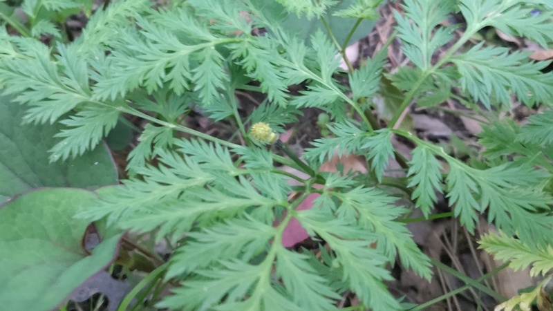 フクジュソウの果実 東京都大田区平和島公園