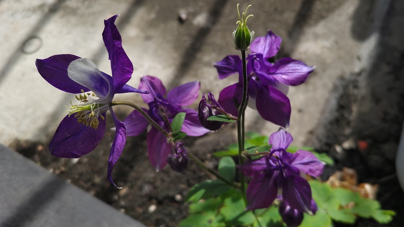 セイヨウオダマキの花 横浜市旭区中希望が丘