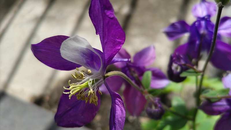 セイヨウオダマキの花 横浜市旭区中希望が丘