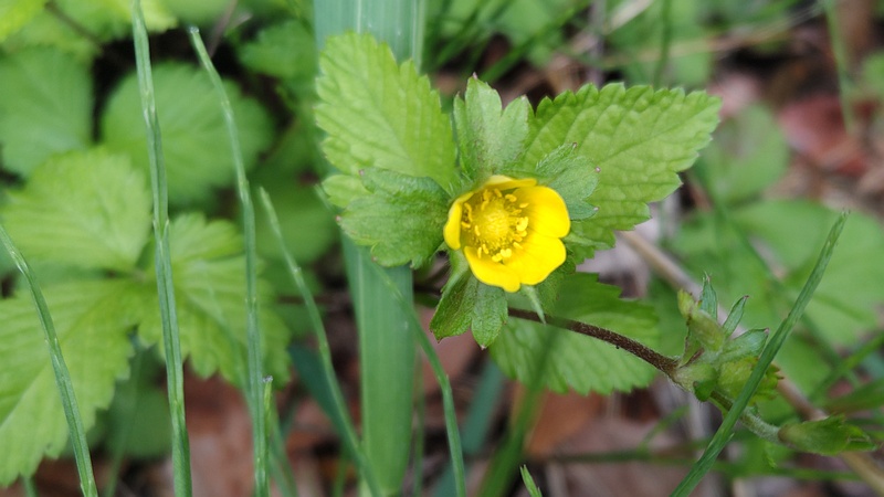 ヤブヘビイチゴの花 横浜市旭区鶴ヶ峰本町