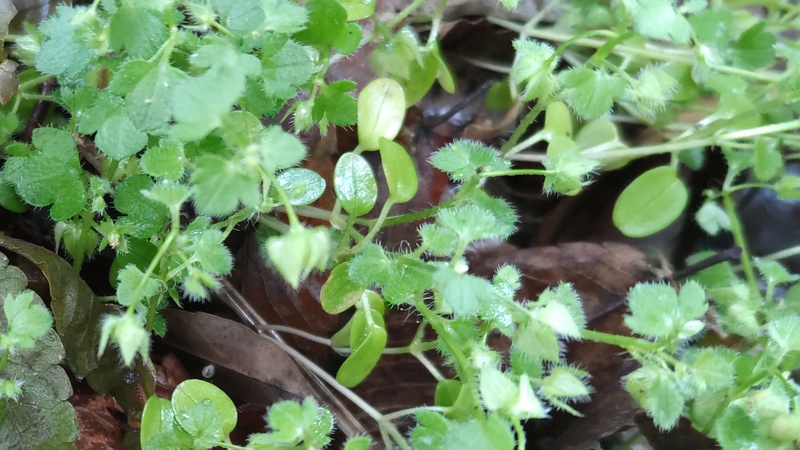 フラサバソウ 横浜市旭区帷子川親水緑道