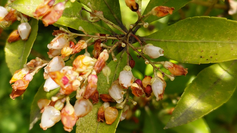 アセビの花 横浜市旭区帷子川親水緑道