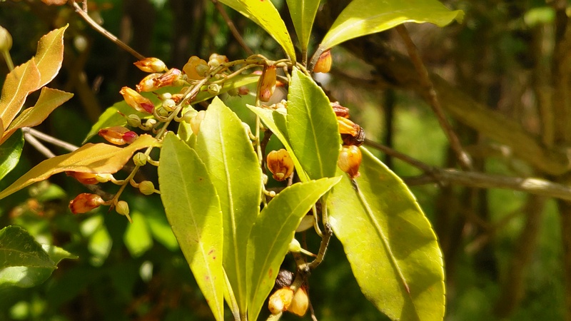アセビの花 横浜市旭区帷子川親水緑道